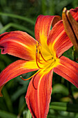 Hemerocallis, rot-gelb