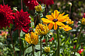 Rudbeckia hirta