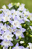 Campanula carpatica