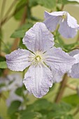 Clematis mrs cholmondeley