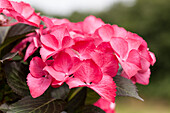 Hydrangea macrophylla, pink