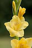 Gladiolus 'Glamini'®