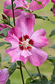 Hibiscus syriacus, pink
