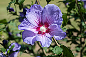 Hibiscus syriacus, blau