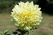 Dahlia, yellow