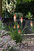 Kniphofia uvaria