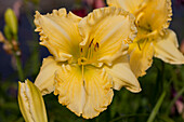 Hemerocallis