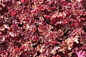 Heuchera 'Peach Crisp'