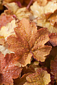 Heuchera villosa 'Caramel'