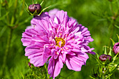 Cosmos bipinnatus