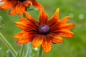 Rudbeckia 'Summerina'