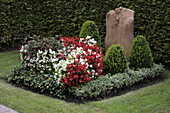Gravesite with ice begonias
