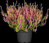 Calluna vulgaris 'Red Sun