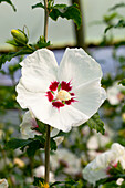 Hibiscus syriacus 'Red Heart'