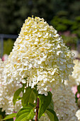 Hydrangea paniculata 'Limelight'(s)