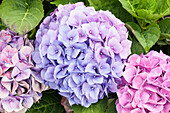 Hydrangea macrophylla 'Bela'(s)