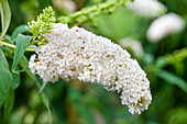 Buddleja davidii 'White Bouquet'