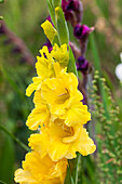 Gladiolus, yellow