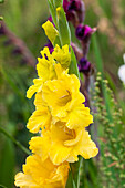 Gladiolus, gelb