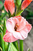 Gladiolus, rot-weiß