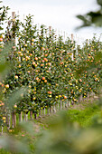 Malus domestica, Säule