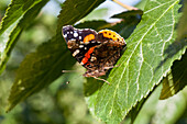 Butterfly on leaf