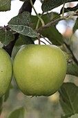 Malus x domestica Golden delicious