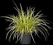 Carex morrowii 'Goldband