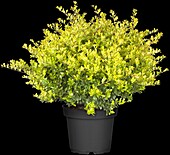 Ilex crenata Golden Gem