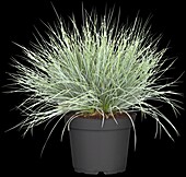 Festuca glauca