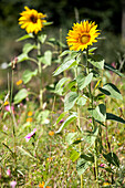 Helianthus annuus