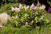 Hydrangea paniculata 'Pinky Winky'®
