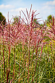 Miscanthus sinensis