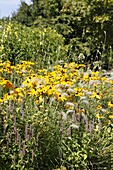 Echinacea purpurea, yellow