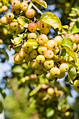 Malus 'Butterball'