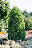 Juniperus communis 'Hibernica'