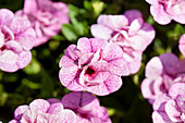 Calibrachoa 'Can-Can® Rosies Pink Vein