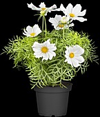 Cosmos bipinnatus, white