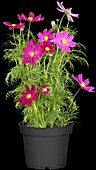 Cosmos bipinnatus, pink