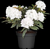 Rhododendron yakushimanum 'Snowcrowns