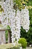 Wisteria sinensis 'Alba'