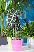 Alocasia sanderiana