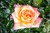 Rosa 'Pullman Orient Express'® Collection