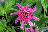 Echinacea purpurea 'Pink Double Delight