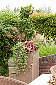 Glechoma hederacea 'Variegata', Heuchera, Heucherella, Hydrangea petiolaris