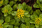 Sedum hybridum