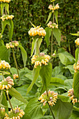 Phlomis fruticosa