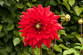 Dahlia, red