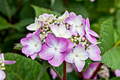 Hydrangea macrophylla, rosa Tellerblüten