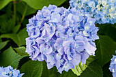 Hydrangea 'Endless Summer'®